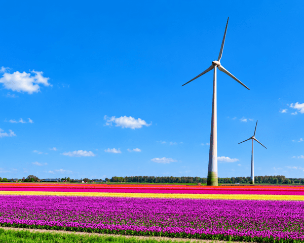 Busreis Nederland & Tulpenroute | Flamingo-busvakanties.be