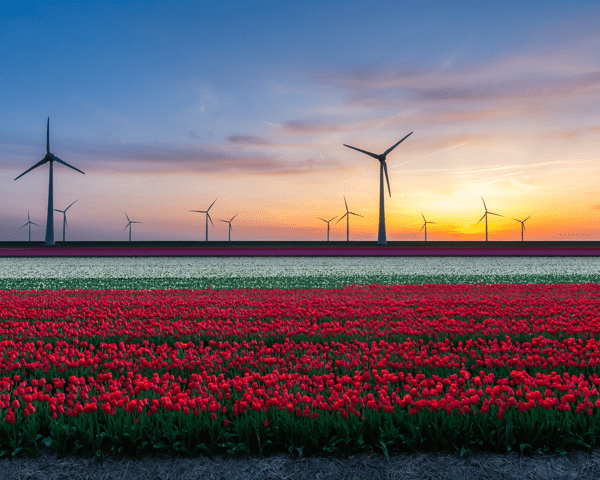 Busreis Nederland & Tulpenroute | Flamingo-busvakanties.be