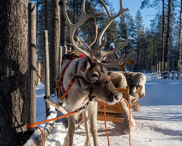 Busreis Winterreis magische Lapland! | Flamingo-busvakanties.be