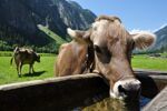Zillertaler (8)