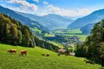 Zillertaler (12)