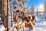 Winterreis naar het magische Lapland! (17)