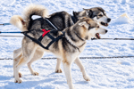 Winterreis naar het magische Lapland! (19)