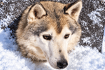 Winterreis naar het magische Lapland! (21)