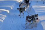 Winterreis naar het magische Lapland! (5)