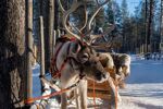 Winterreis naar het magische Lapland! (13)