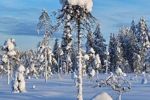 Winterreis naar het magische Lapland! (18)