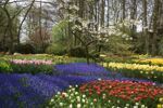 Riviercruise & Keukenhof (6)