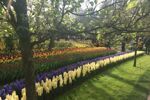 Riviercruise & Keukenhof (12)