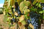 Riviercruise Op De Douro (31)