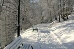 Wandelen in het winterparadijs Abtenau (3)