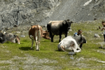 Tirol 