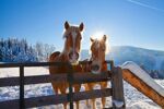 Wilder Kaiser - Brixental (1)